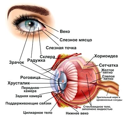 anatomiya-glaza